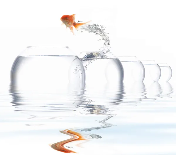 Jumper-fish — Stock Photo, Image