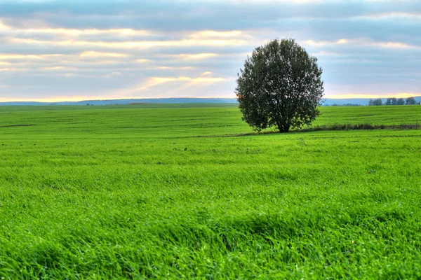 A legelőn, zöld fa — Stock Fotó