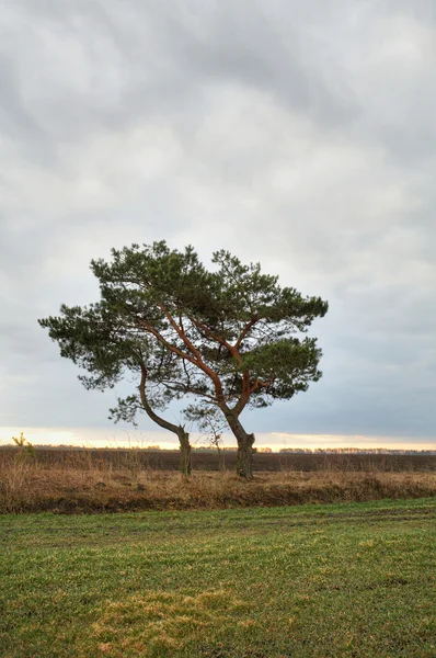 Eenzame pijnboom — Stockfoto