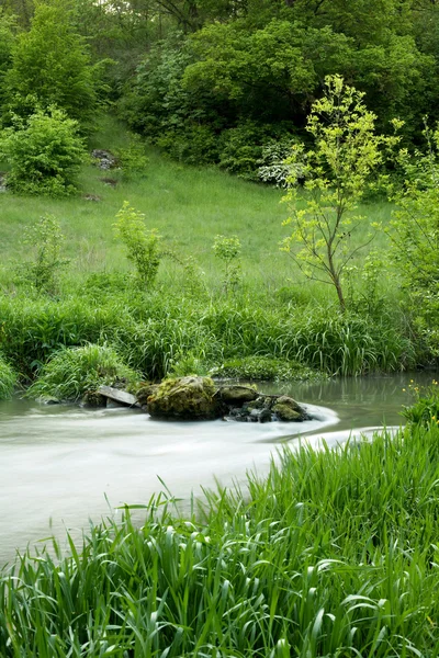 River with grass in forest — Stock Photo, Image