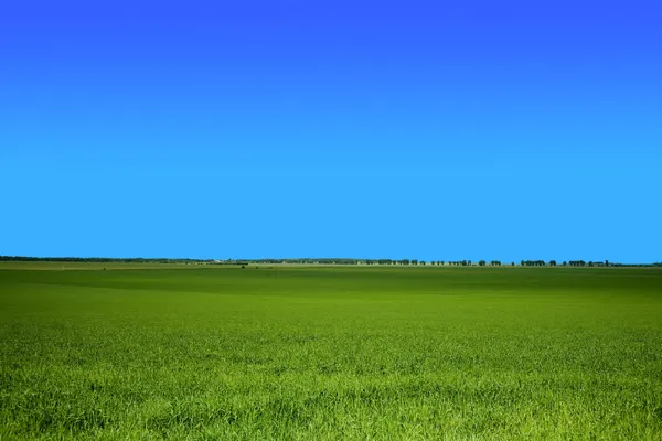 Zielone pole pod niebem — Zdjęcie stockowe