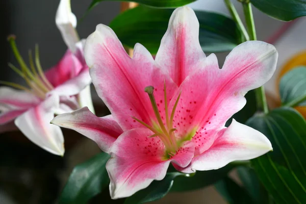 Closeup květiny — Stock fotografie