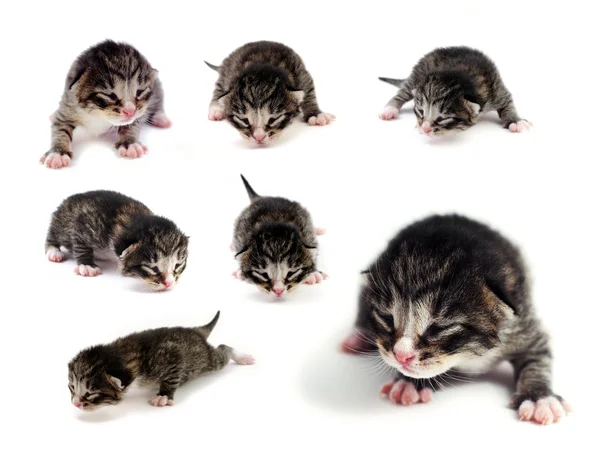 Blind kittens — Stock Photo, Image
