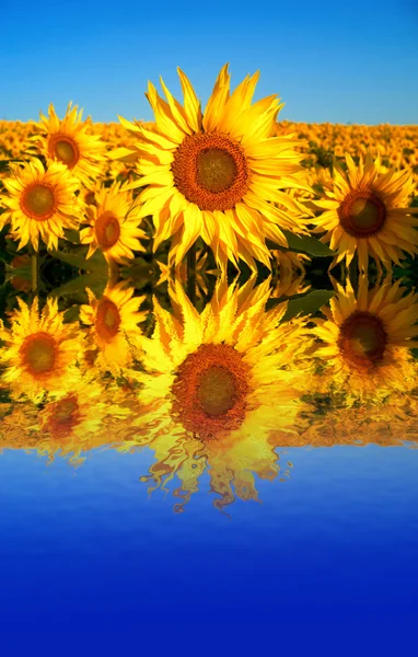 Slunečnice pole ve vodě — Stock fotografie