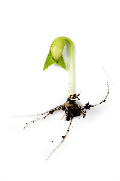 Bean sprout — Stock Photo, Image