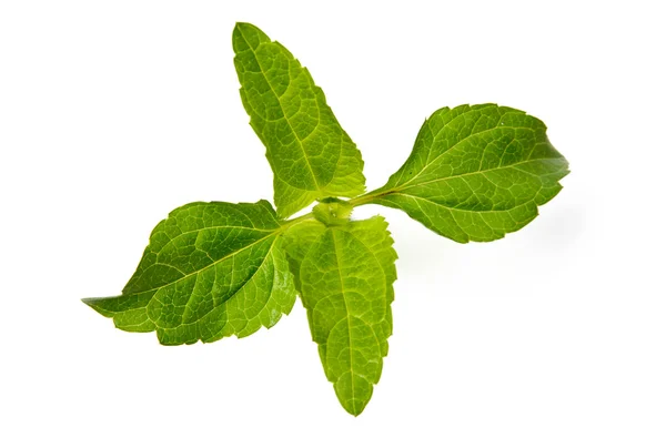 Зелена рослина на білому тлі — стокове фото