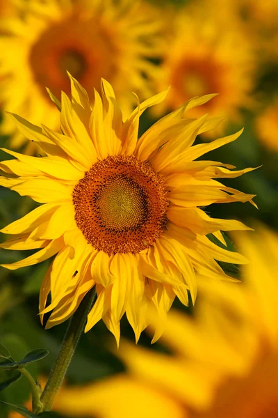 Gelbe Blütenblätter — Stockfoto