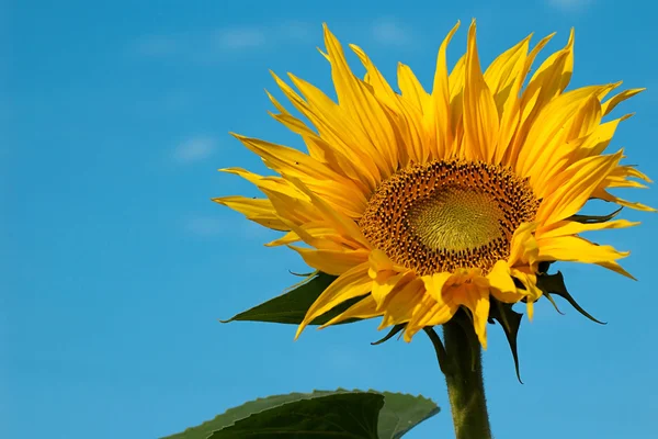 Sunflower close-up ON BACKGROUND — Stock Photo, Image
