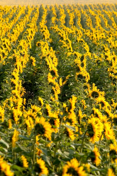 Sunflowers on the field — Stock Photo, Image
