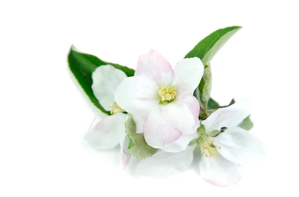 Jabloň květiny — Stock fotografie
