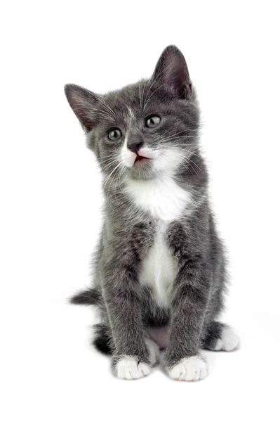 Kitten op witte achtergrond — Stockfoto
