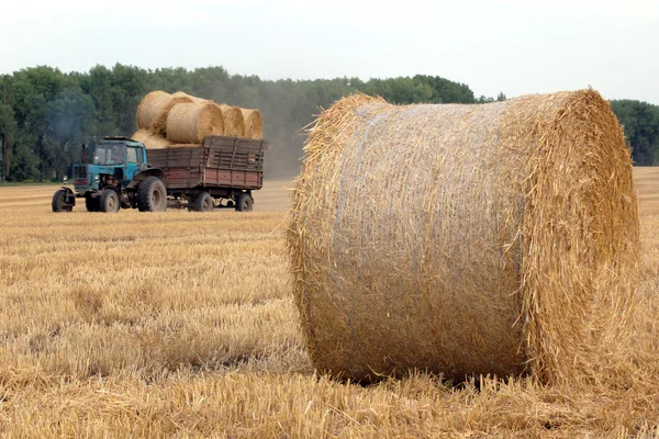 Rolls of straw — Stock Photo, Image