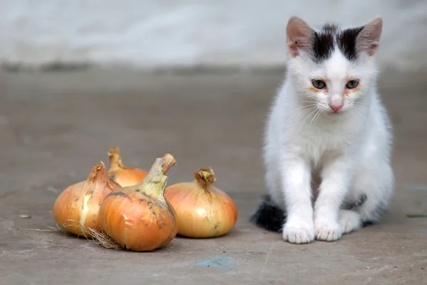 Malá kočka — Stock fotografie