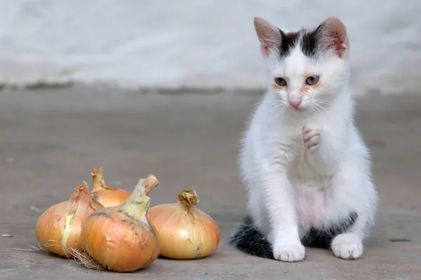 猫与洋葱 — 图库照片