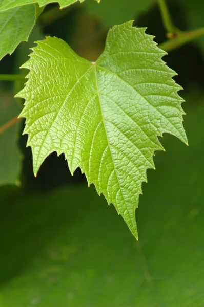포도 잎 — 스톡 사진