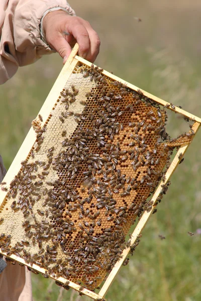 Σμήνη μελισσών — Φωτογραφία Αρχείου