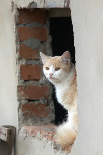 Żółty kot — Zdjęcie stockowe