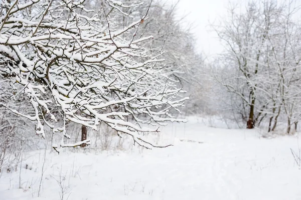 Зимовий сад — стокове фото