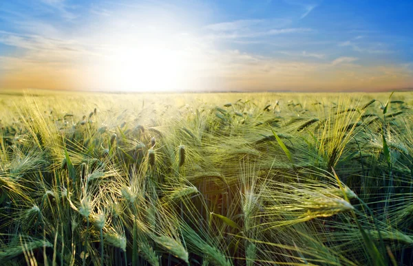 Campo de trigo e céu — Fotografia de Stock