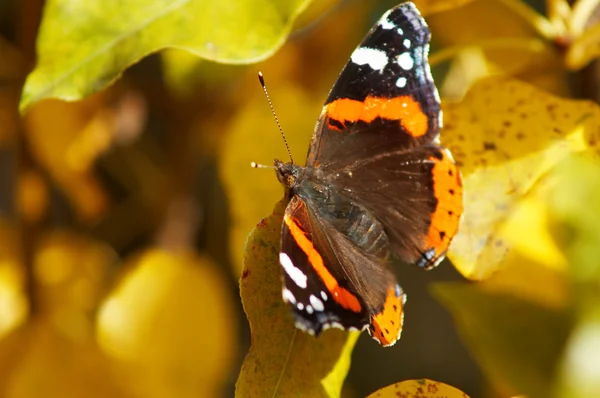 Zarter Schmetterling — Stockfoto