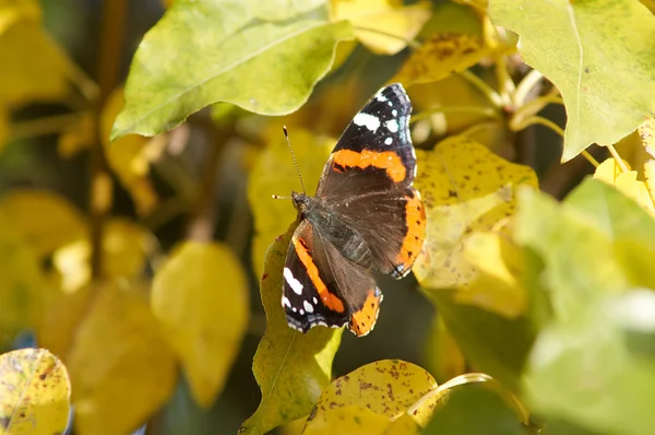 Gebrechlicher Schmetterling — Stockfoto