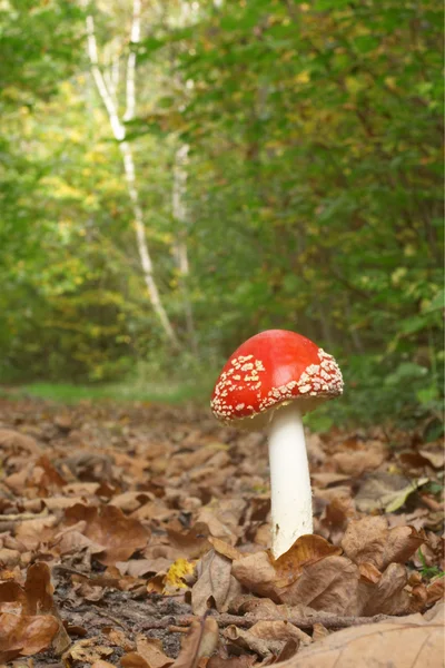 Medical mushroom — Stock Photo, Image