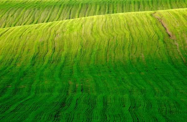 Field with green grass — Stock Photo, Image