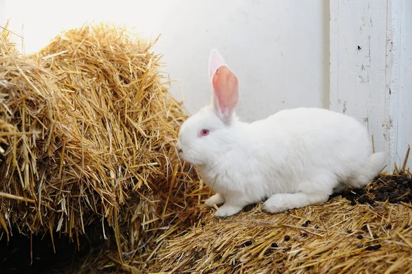 Rabbit on the straw — Stock Photo, Image