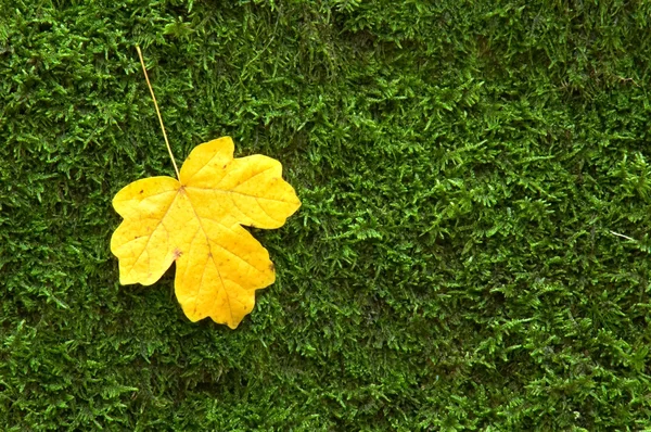 Yellow mapple leaf — Stock Photo, Image