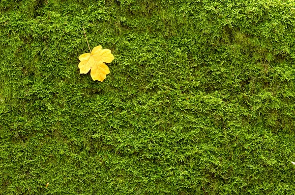 Cover of moss — Stock Photo, Image