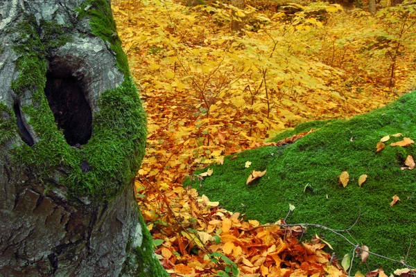 Gövde ağacı — Stok fotoğraf