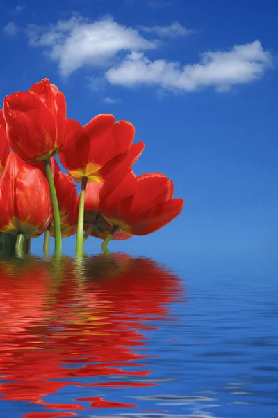 Tulips and clouds — Stock Photo, Image