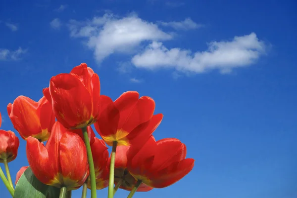 Tulipanes y nubes —  Fotos de Stock