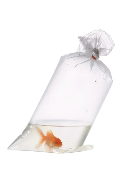 Золотая рыба в пластиковом пакете — стоковое фото