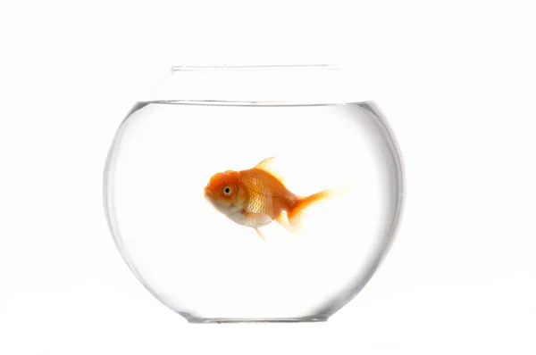 Pets goldfish — Stock Photo, Image