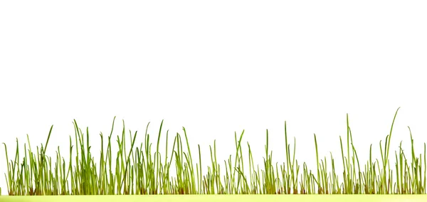 Jasne trawa — Zdjęcie stockowe