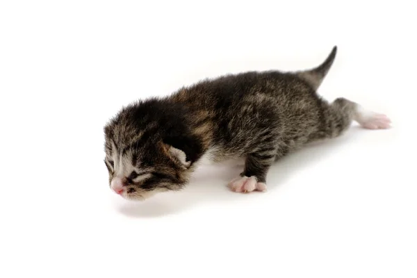 Blind kitten — Stock Photo, Image