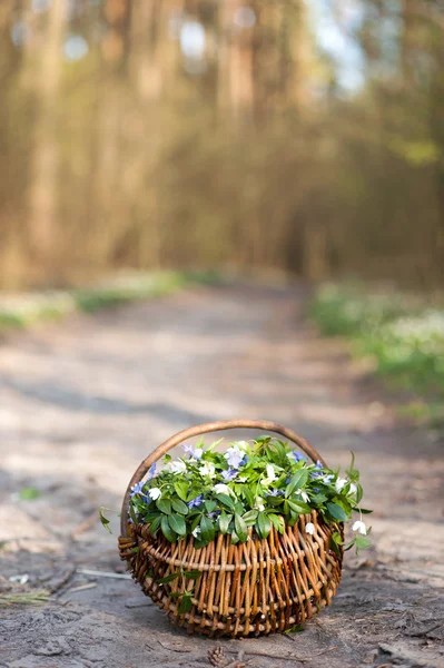 Flowers in the basket — Stock Photo, Image