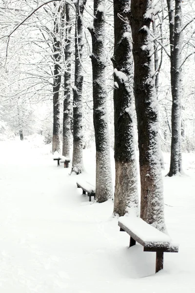 Тропа в снежном парке — стоковое фото