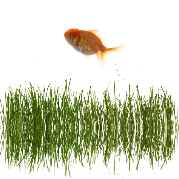 Grass and fish — Stock Photo, Image