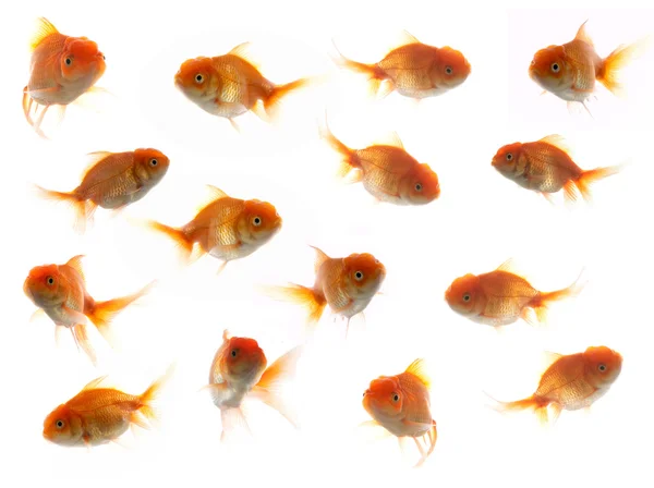 Much goldfish — Stock Photo, Image