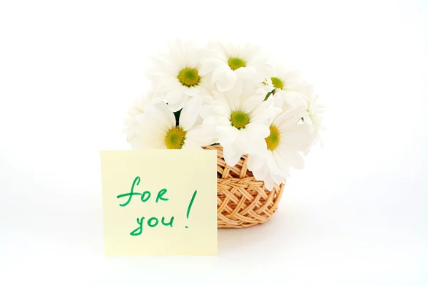 Daisies for you — Stock Photo, Image
