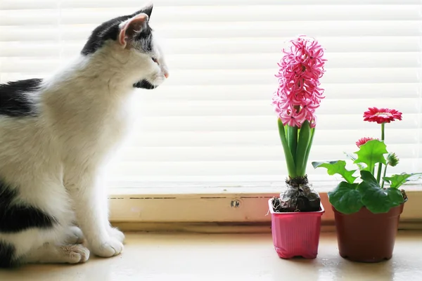 Cat on the window — Stock Photo, Image