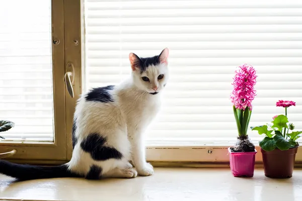 Cat on the window — Stock Photo, Image