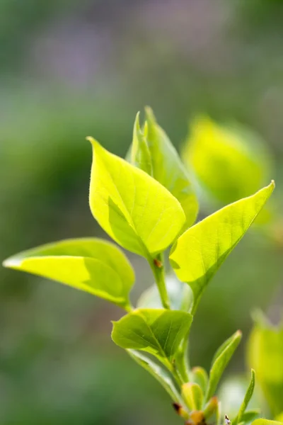 明るい緑色の葉 — ストック写真