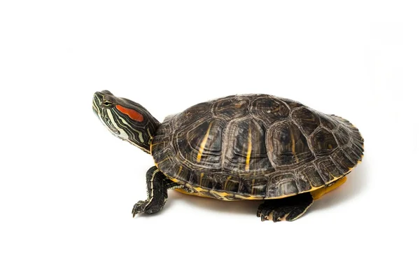Rotohr-Schildkröte auf Weiß — Stockfoto