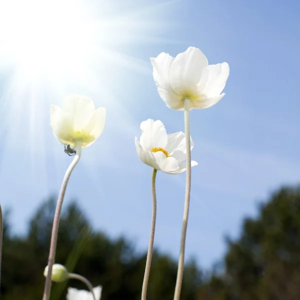 Tres flores — Foto de Stock