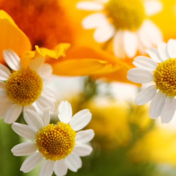 Minik çiçekler — Stok fotoğraf