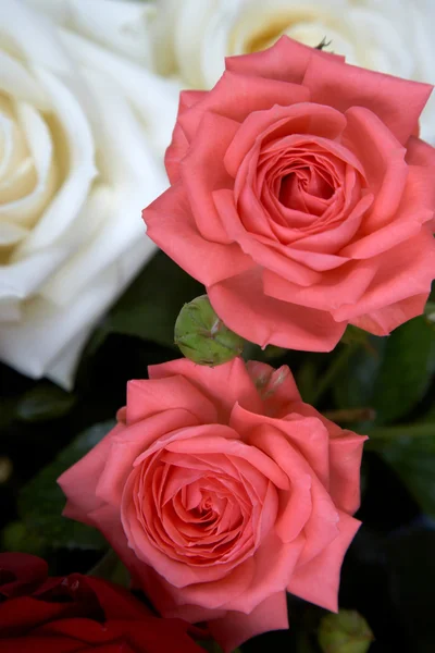 Růžové a bílé růže — Stock fotografie