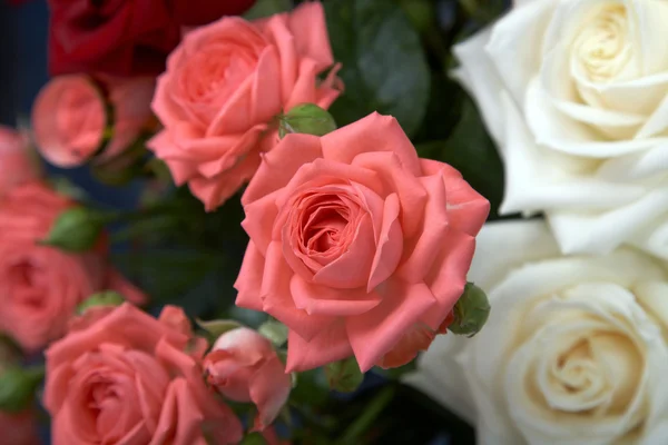 Rosa e rosas brancas — Fotografia de Stock
